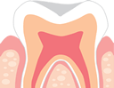 歯と歯茎の画像